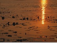 sized_Ringelsven_20080608 _06